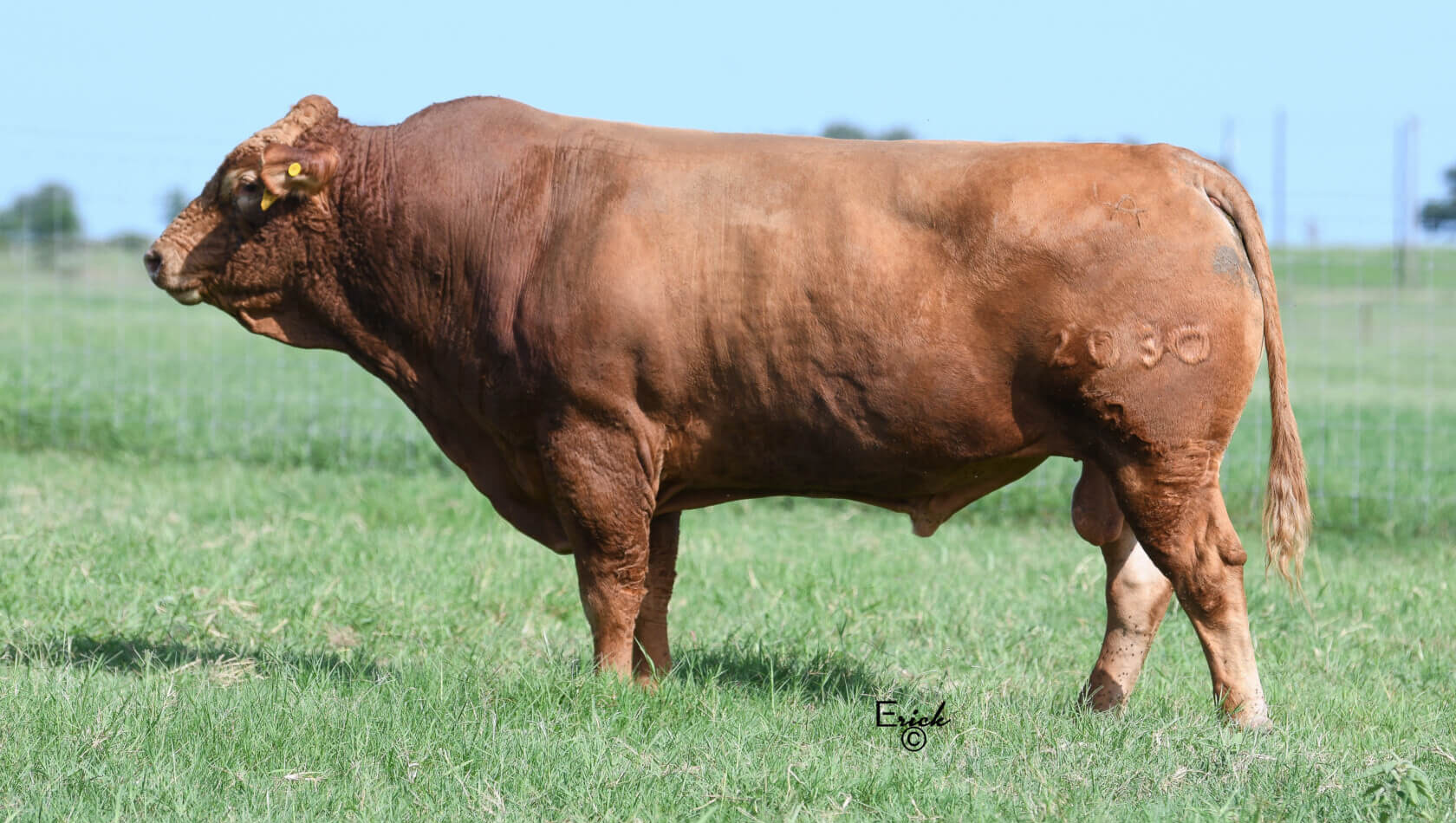 Herdsires